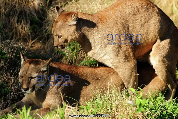  : Cougar  /  Puma  /  Mountain Lion