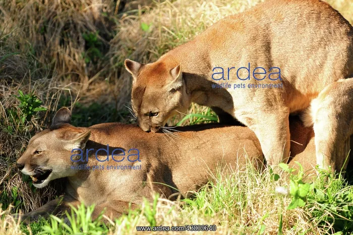 : Cougar / Puma / Mountain Lion : Cougar / Puma / Mountain Lion