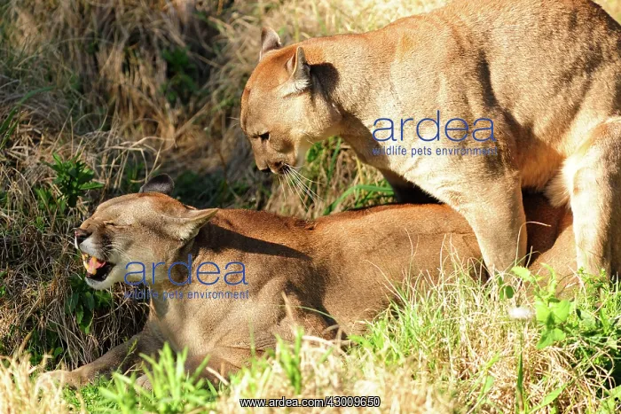 : Cougar / Puma / Mountain Lion : Cougar / Puma / Mountain Lion