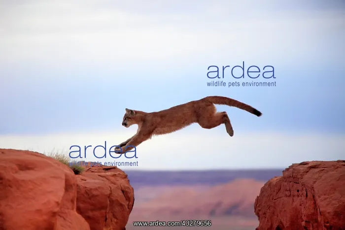 : Cougar, Puma or Mountain Lion (Puma concolor), adult : Cougar, Puma or Mountain Lion (Puma concolor), adult