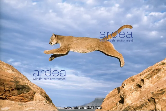  : COUGAR  /  Puma  /  Mountain Lion - single