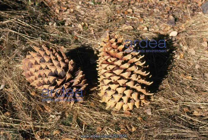 : Coulter Pine Cones : Coulter Pine Cones