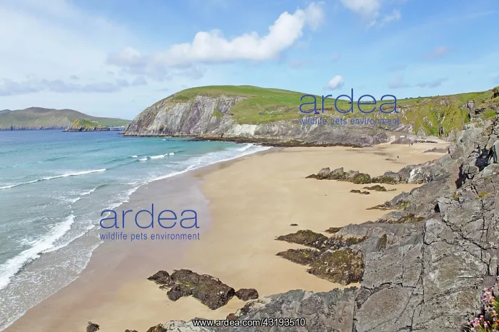 : Coumeenoule Beach, Dingle Peninsula, Ireland, Europe : Coumeenoule Beach, Dingle Peninsula, Ireland, Europe