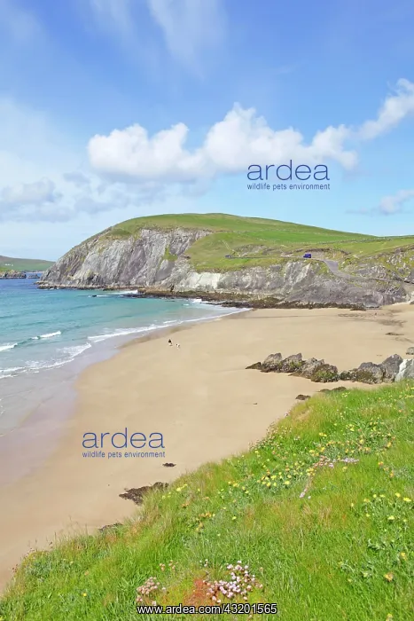 : Coumeenoule Beach, Dingle Peninsula, Ireland, Europe : Coumeenoule Beach, Dingle Peninsula, Ireland, Europe