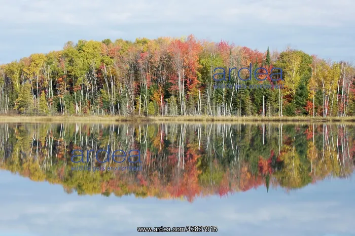 : Council Lake with Autumn Colours of Maples Reflected : Council Lake with Autumn Colours of Maples Reflected