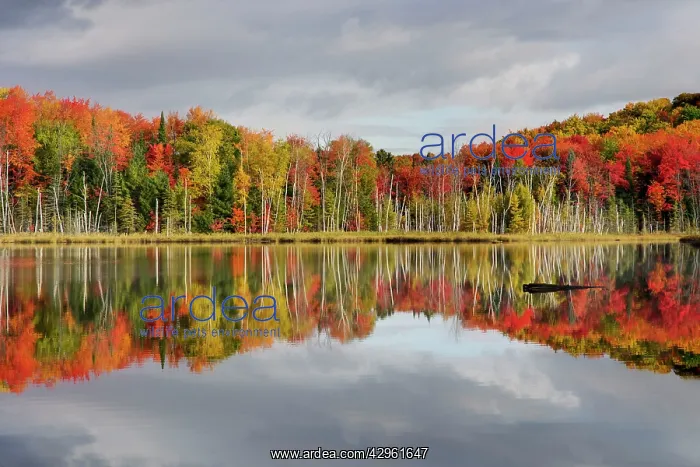 : Council Lake - trees in autumn colours refelected : Council Lake - trees in autumn colours refelected