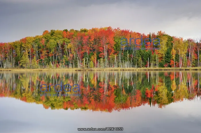 : Council Lake - trees in autumn colours refelected : Council Lake - trees in autumn colours refelected