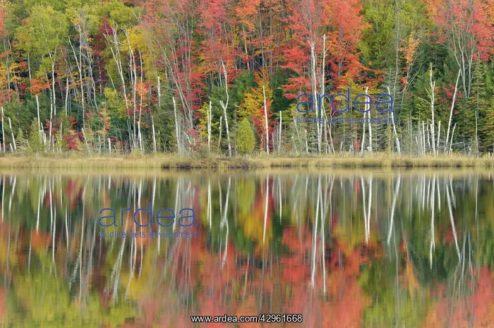: Council Lake - trees in autumn colours refelected in lake : Council Lake - trees in autumn colours refelected in lake