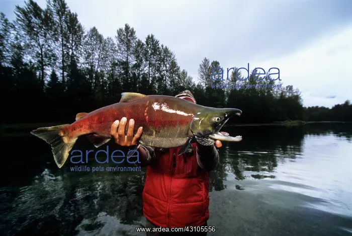 : Counting Sockeye Salmon as they migrate : Counting Sockeye Salmon as they migrate