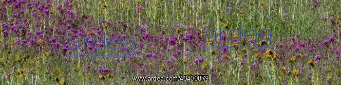 : Countless wildflowers make for interesting medleys : Countless wildflowers make for interesting medleys