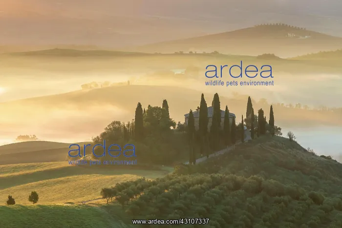 : Country estate Podere Belvedere at sunrise, Val : Country estate Podere Belvedere at sunrise, Val