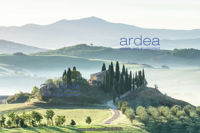 : Country estate Podere Belvedere at sunrise, Val : Country estate Podere Belvedere at sunrise, Val