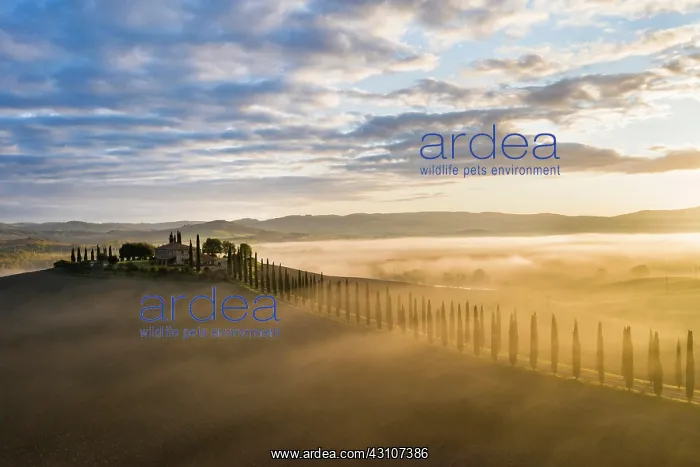 : Country estate Poggio Covili with cypress avenue : Country estate Poggio Covili with cypress avenue