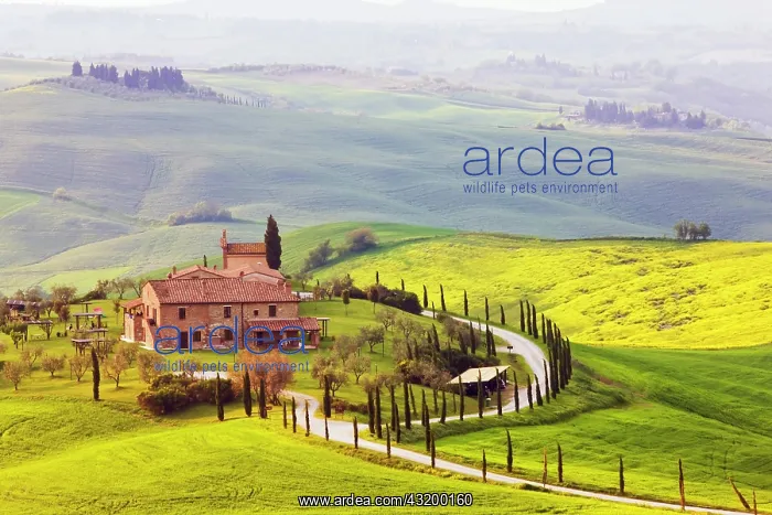 : Country house, Asciano, Tuscany, Italy, Europe : Country house, Asciano, Tuscany, Italy, Europe