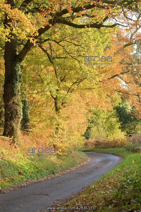  : Country Lane at autumn