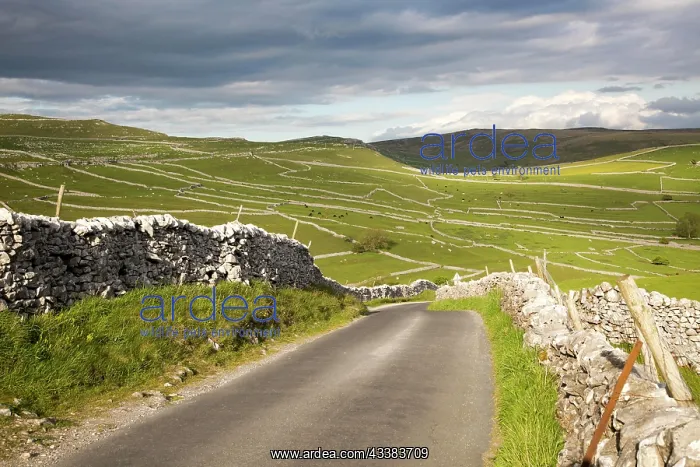 : Country lane and dry stonewalls, Malham, Yorkshire : Country lane and dry stonewalls, Malham, Yorkshire