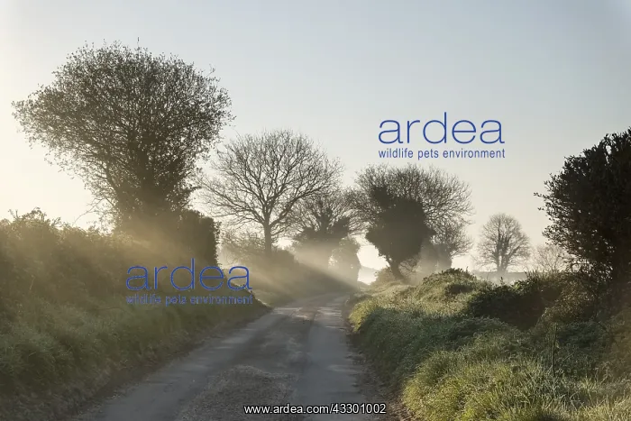 : Country Lane with mist at dawn - Norfolk UK : Country Lane with mist at dawn - Norfolk UK