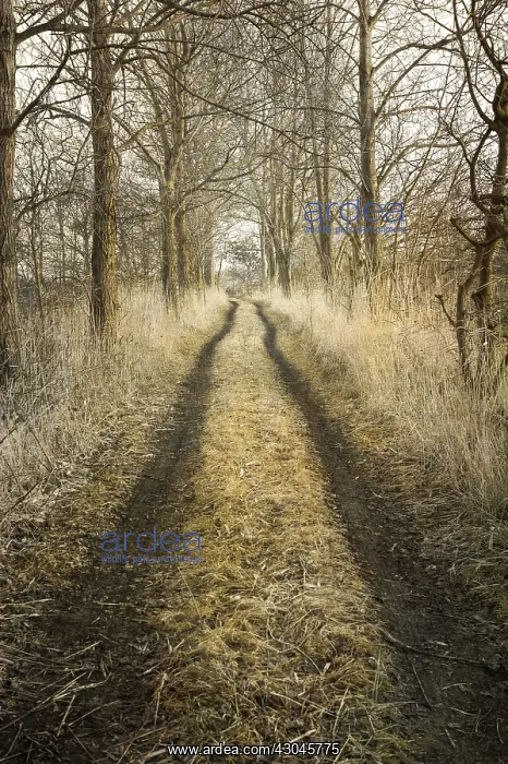  : Country Lane -Norfolk UK