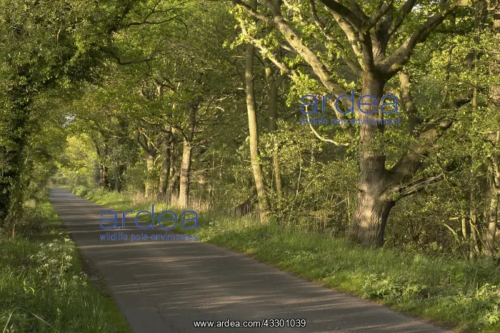 : Country Lane in spring with Oak trees - Norfolk : Country Lane in spring with Oak trees - Norfolk