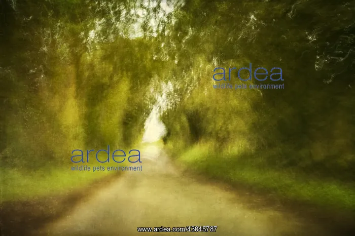 : Country Lane - Textured Image - Norfolk UK : Country Lane - Textured Image - Norfolk UK