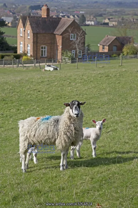 : Country rental holiday cottage at Mickleton Wood : Country rental holiday cottage at Mickleton Wood