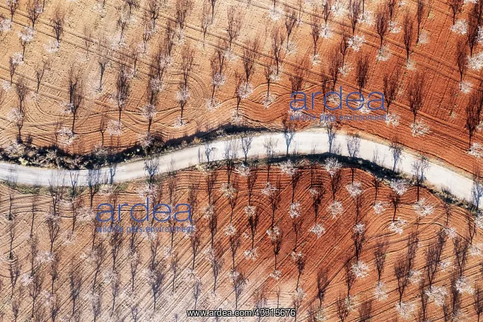 : Country road amidst cultivated almond trees (Prunus : Country road amidst cultivated almond trees (Prunus