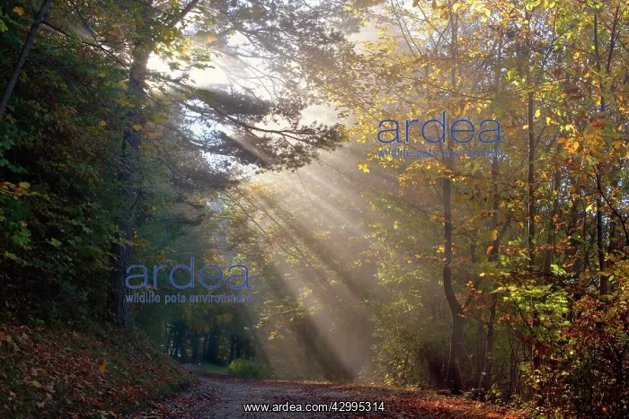 : Country Road - in autumn forest - sun breaks through : Country Road - in autumn forest - sun breaks through
