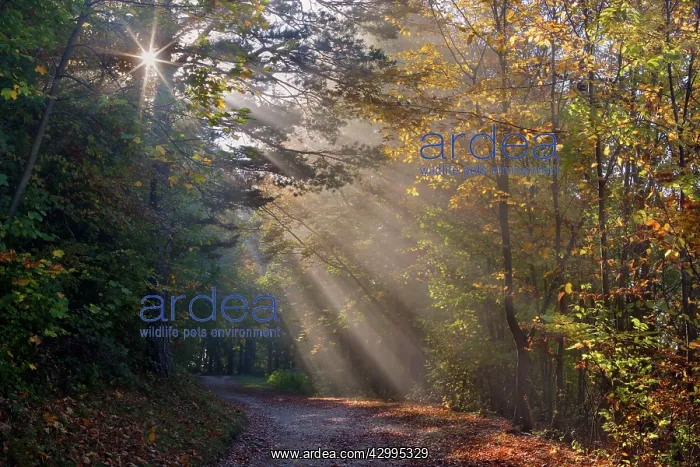 : Country Road - in autumn forest - sun breaks through : Country Road - in autumn forest - sun breaks through