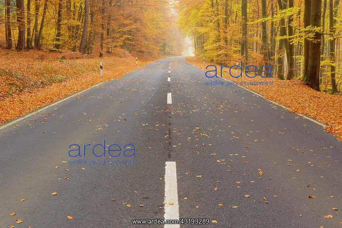 : Country Road in Beech Forest, Autumn, Weibersbrunn : Country Road in Beech Forest, Autumn, Weibersbrunn