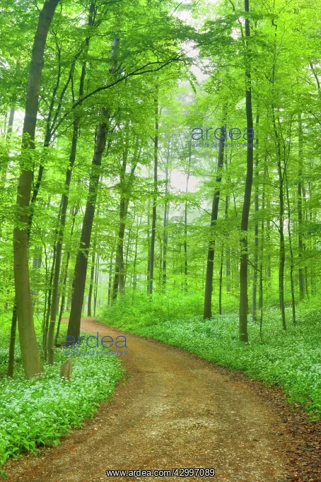 : Country Road - in Beech forest with blooming Wild : Country Road - in Beech forest with blooming Wild
