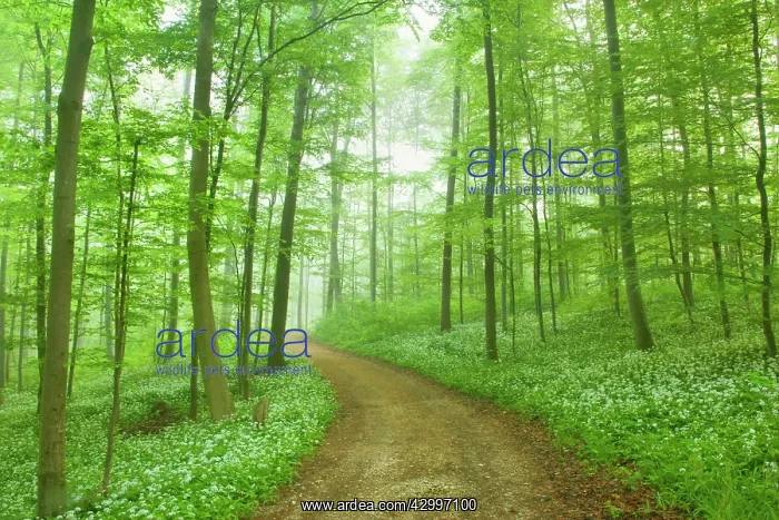 : Country Road - in Beech forest with blooming Wild : Country Road - in Beech forest with blooming Wild