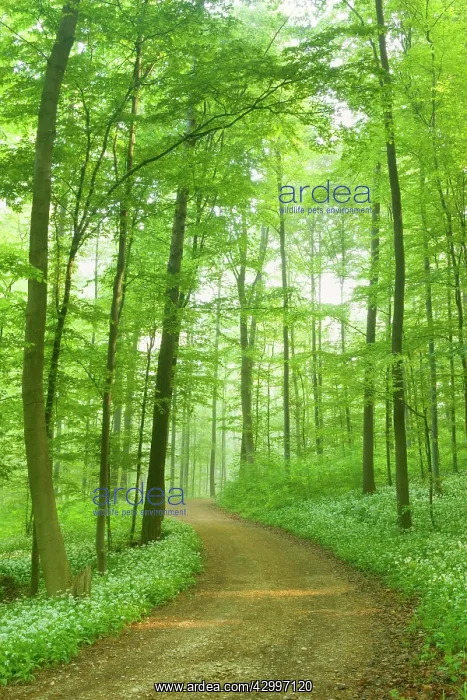 : Country Road - in Beech forest with blooming Wild : Country Road - in Beech forest with blooming Wild