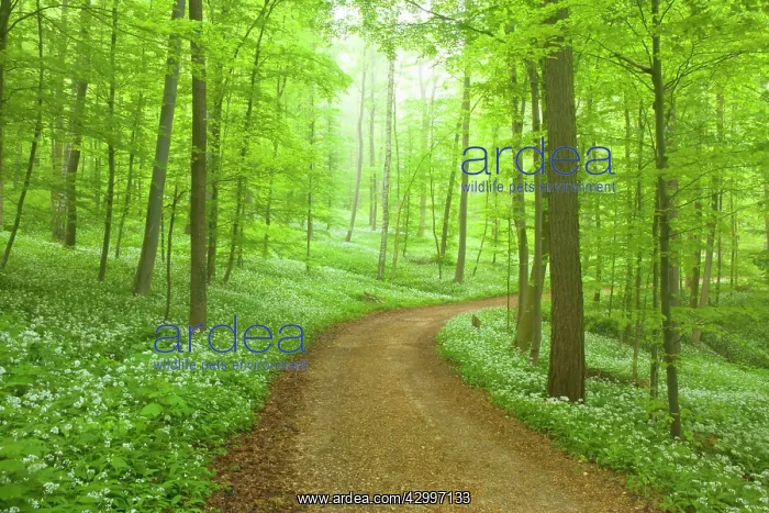 : Country Road - in Beech forest with blooming Wild : Country Road - in Beech forest with blooming Wild
