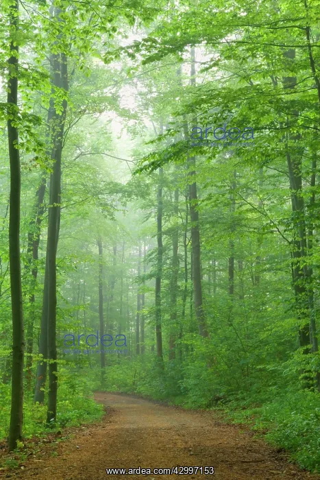 : Country Road - in Beech forest with blooming Wild : Country Road - in Beech forest with blooming Wild