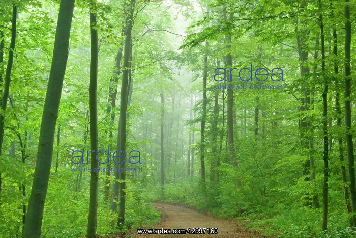 : Country Road - in Beech forest with blooming Wild : Country Road - in Beech forest with blooming Wild