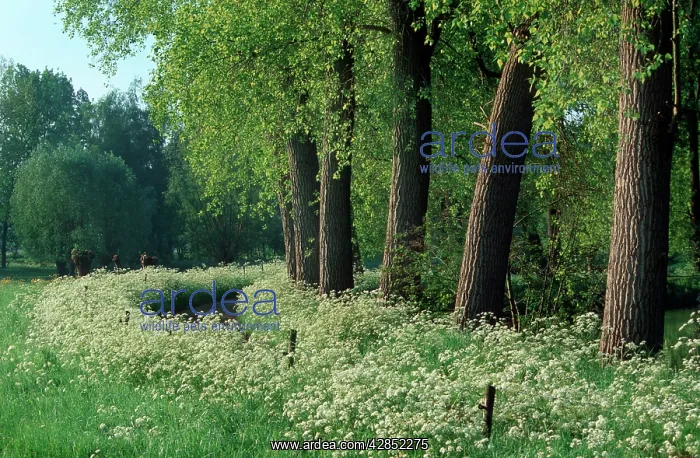: Country ROAD - with Cow Parsley and Poplars : Country ROAD - with Cow Parsley and Poplars