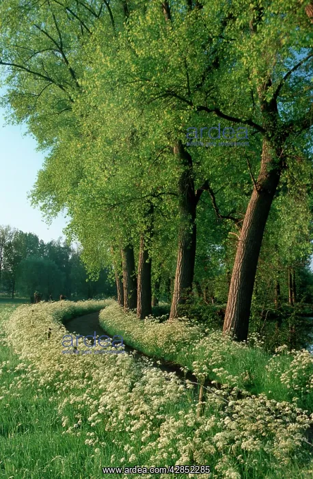 : Country ROAD - with Cow Parsley and Poplars : Country ROAD - with Cow Parsley and Poplars