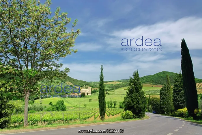  : Country road curving between cypress trees