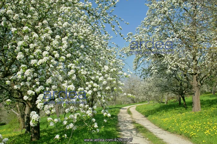 : Country road - leading through fruit tree meadows : Country road - leading through fruit tree meadows