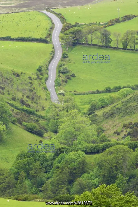 : Country Road near Lynmouth : Country Road near Lynmouth