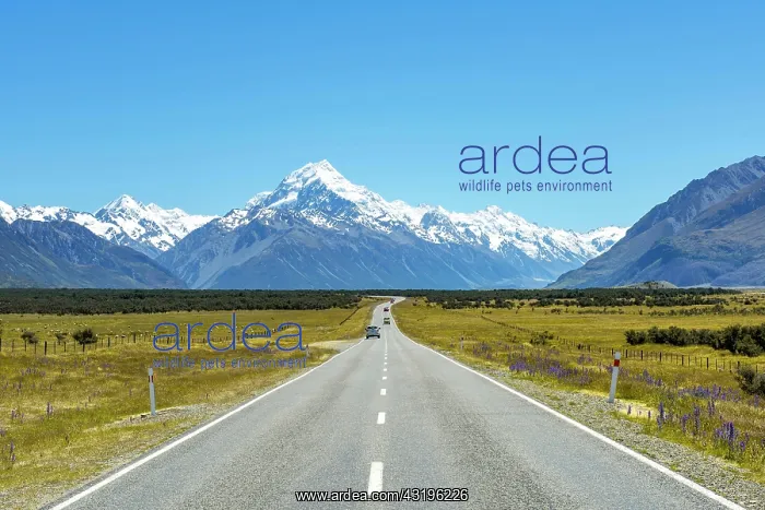 : Country road overlooking snow-capped Mount Cook : Country road overlooking snow-capped Mount Cook