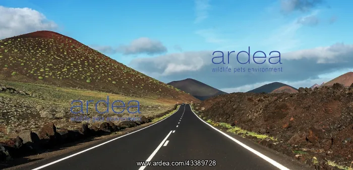 : Country road between volcanic landscape, Lanzarote : Country road between volcanic landscape, Lanzarote