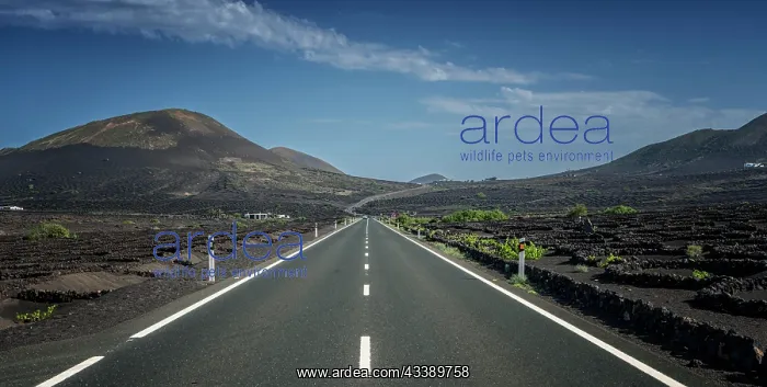  : Country road between volcanic landscape, Lanzarote