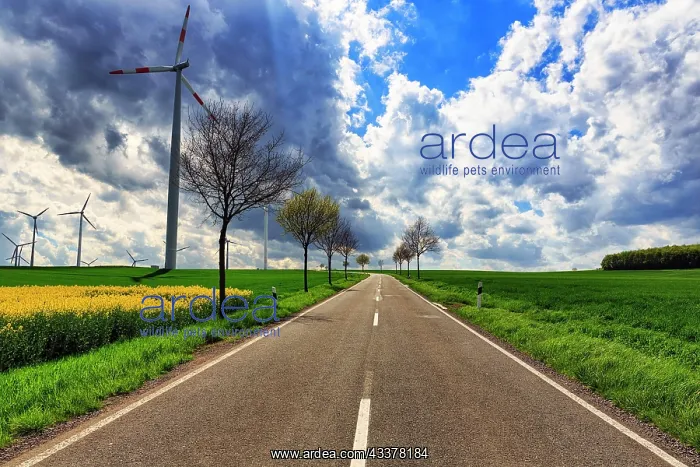 : Country road, wind turbine, rape field in spring : Country road, wind turbine, rape field in spring
