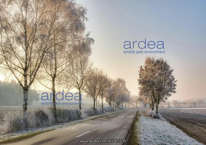 : Country road in a winter landscape with frosted trees (Bavar : Country road in a winter landscape with frosted trees (Bavar