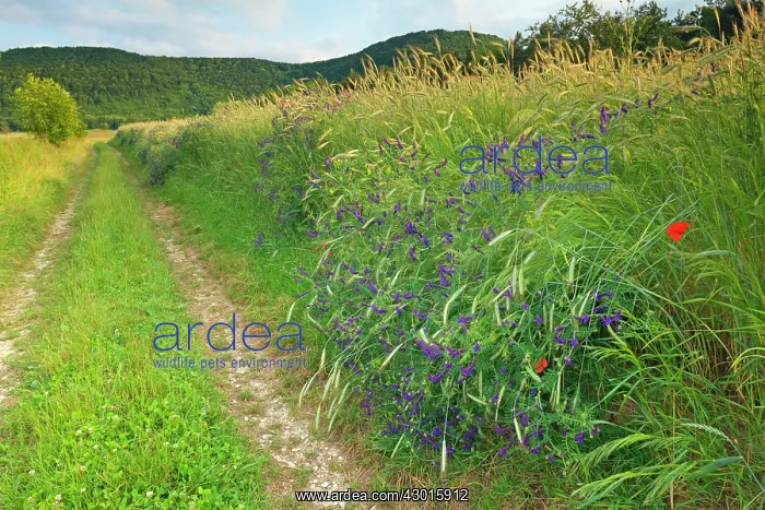 : Country Track along grain fields and Boreal : Country Track along grain fields and Boreal