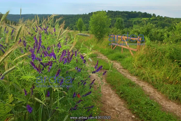 : Country Track along grain fields and Boreal : Country Track along grain fields and Boreal