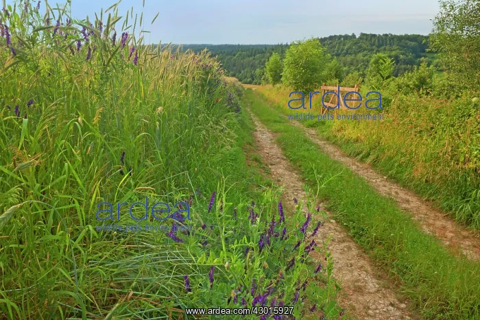 : Country Track along grain fields and Boreal : Country Track along grain fields and Boreal