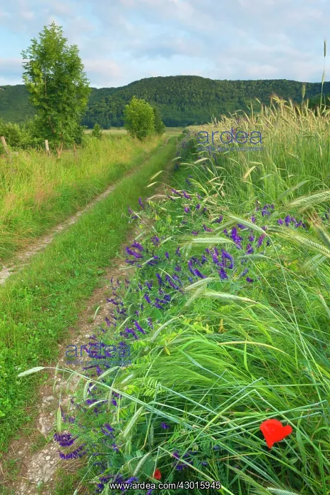 : Country Track along grain fields and Boreal : Country Track along grain fields and Boreal