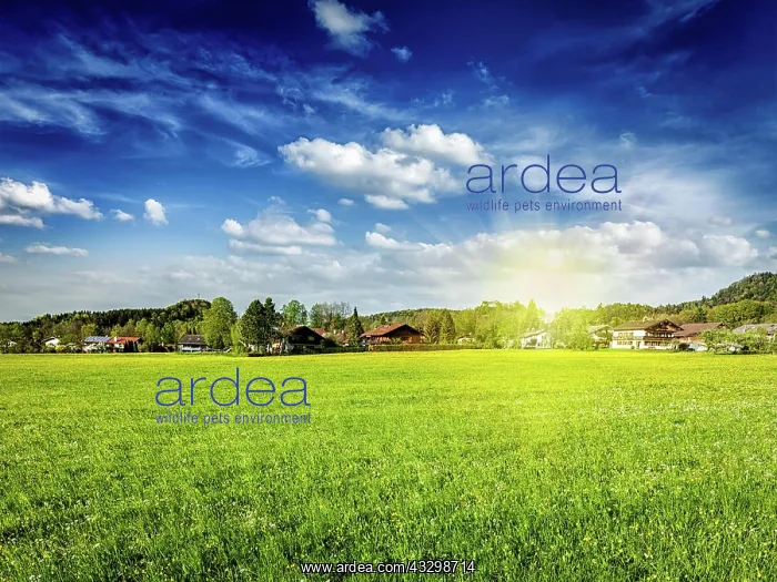 : Countryside meadow field with sun and blue sky : Countryside meadow field with sun and blue sky